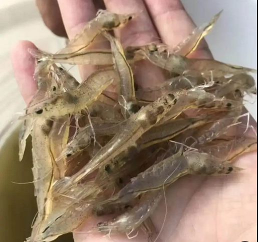 對(duì)蝦養(yǎng)殖前40天最關(guān)鍵