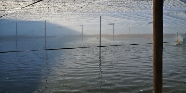 春季倒藻問題如何解決？