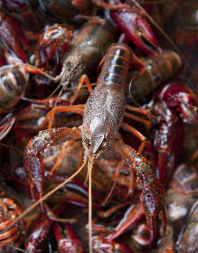 小龍蝦養(yǎng)殖注意事項(xiàng)