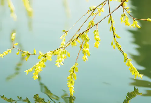 消毒和解毒如何區(qū)分？消毒劑殘留毒素怎么解？