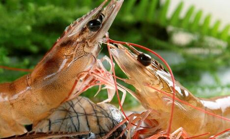南美白對蝦養(yǎng)殖五個(gè)要點(diǎn)，助你成功率翻倍