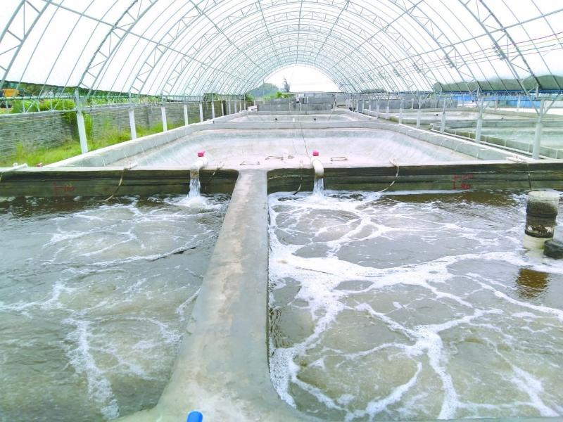 養(yǎng)蝦先養(yǎng)水！養(yǎng)水的關(guān)鍵核心原來是它！