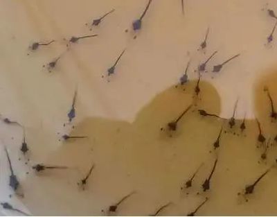 南美白對蝦小棚標粗流程