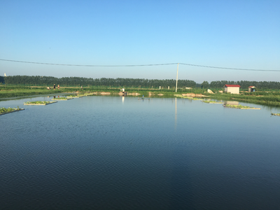 氨氮過高有哪些危害？該如何處理？