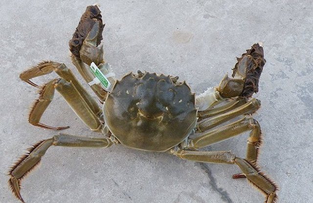 六月蟹事  加強(qiáng)管理促生長(zhǎng) 調(diào)理肝腸保健康