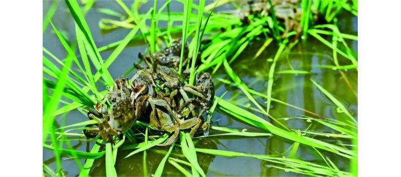 春季蟹塘管理要注意這些事項(xiàng)