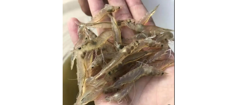 對(duì)蝦養(yǎng)殖前40天最關(guān)鍵