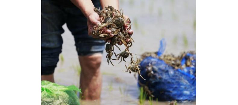 投苗后河蟹上岸怎么辦？