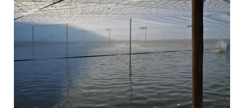 春季倒藻問題如何解決？