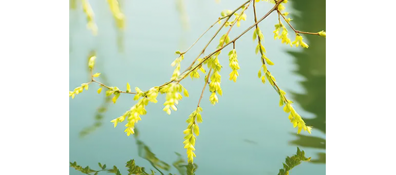 消毒和解毒如何區(qū)分？消毒劑殘留毒素怎么解？