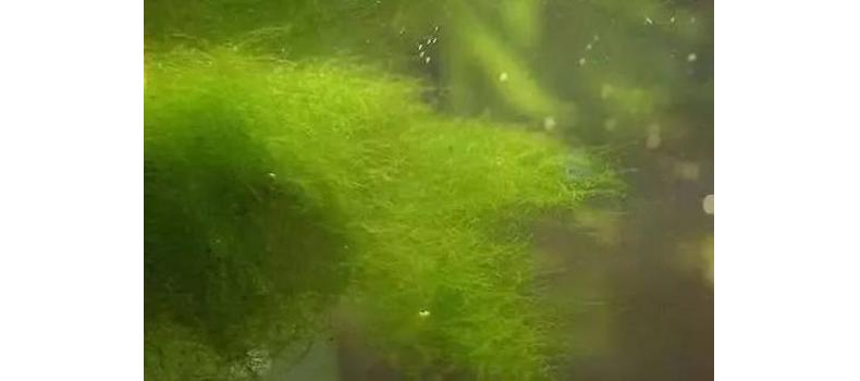 青苔水的危害及預防