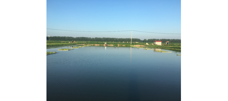 氨氮過高有哪些危害？該如何處理？